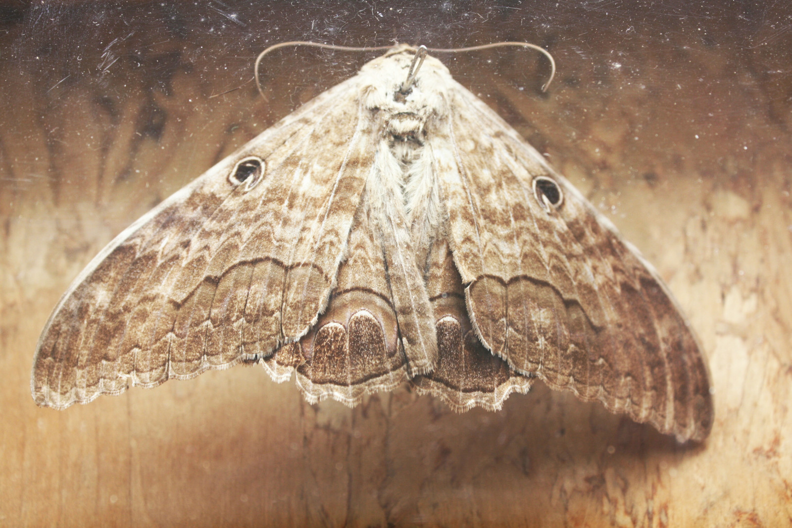 Vintage Preserved Dried Large Butterfly in Wooden Box with Glass Home Decoration